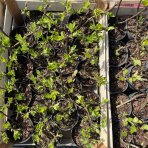 Hortenzia metlinatá (Hydrangea paniculata) ´LIVING LITTLE LOVE´® by LIVING CREATIONS® výška 20-30 cm, kont. C1,5L